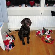 Labrador retriever Duncan