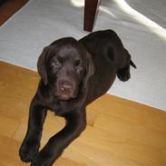 Labrador retriever Duncan