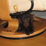 Labrador retriever Duncan