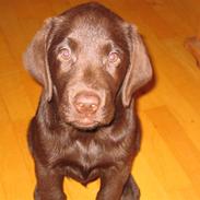 Labrador retriever Duncan