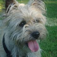 Cairn terrier Tofthus' Muffin