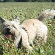 Cairn terrier Tofthus' Muffin