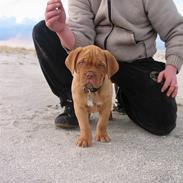 Dogue de bordeaux Eros