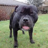 Staffordshire bull terrier Lukas
