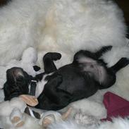 Staffordshire bull terrier Lukas