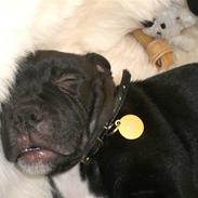 Staffordshire bull terrier Lukas