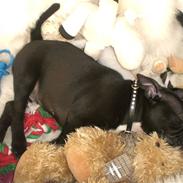 Staffordshire bull terrier Lukas