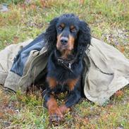 Gordon setter Aaens Diana (Lucky)
