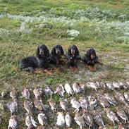 Gordon setter Aaens Diana (Lucky)