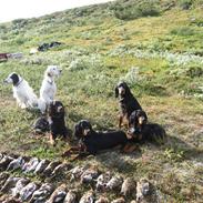 Gordon setter Aaens Diana (Lucky)