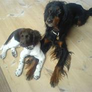 Gordon setter Aaens Diana (Lucky)