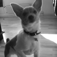 Blanding af racer Parie