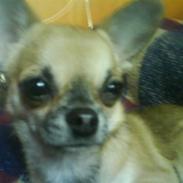 Chihuahua Peanut