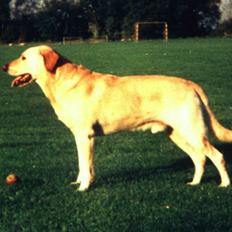 Blanding af racer Laban *R.I.P*