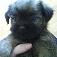 Blanding af racer Maggie