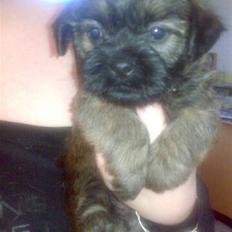 Blanding af racer Maggie