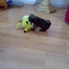 Blanding af racer Maggie