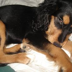 Blanding af racer Honey