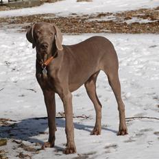 Weimaraner "Thor"