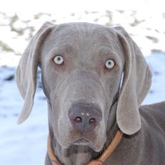 Weimaraner "Thor"