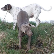 Weimaraner "Thor"