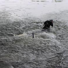 Dobermann Rosenlyst Amazing Murhfy R.I.P.