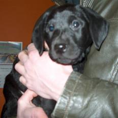 Blanding af racer Ayla