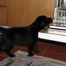 Blanding af racer Ayla