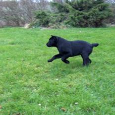 Blanding af racer Ayla