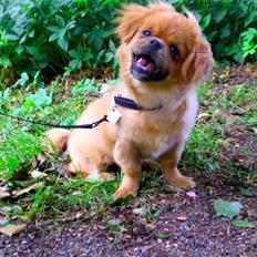 Tibetansk spaniel Cim-Cill Brassy Ludvig M.