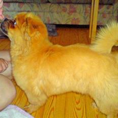 Tibetansk spaniel Cim-Cill Brassy Ludvig M.