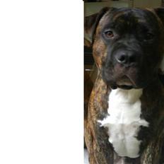 Amerikansk staffordshire terrier kenzo <3