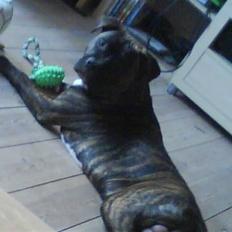 Amerikansk staffordshire terrier kenzo <3