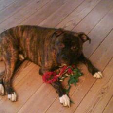 Amerikansk staffordshire terrier kenzo <3