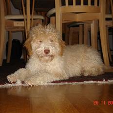 Lagotto romagnolo Luna