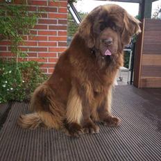 Newfoundlænder If you belive in brown 