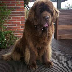 Newfoundlænder If you belive in brown 