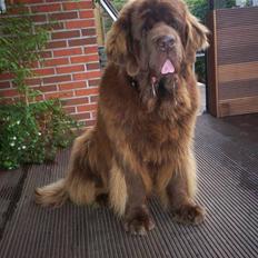 Newfoundlænder If you belive in brown 