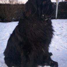 Newfoundlænder Black Zoro