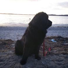 Newfoundlænder Black Zoro