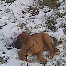 Boxer tyson