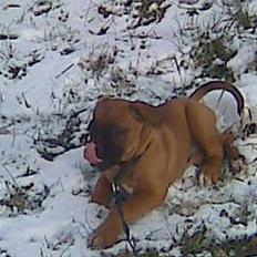 Boxer tyson