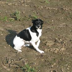 Dansk svensk gaardhund Fie