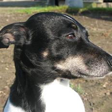 Dansk svensk gaardhund Fie