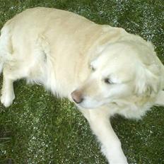 Golden retriever bine