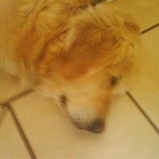 Golden retriever bine