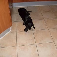 Blanding af racer Tikki