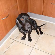 Blanding af racer Tikki