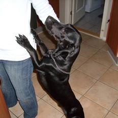 Blanding af racer Tikki