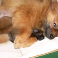 Pomeranian Steffy
